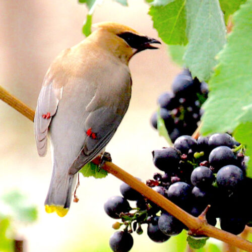 Cedar Waxwing in Grapes Isolation
